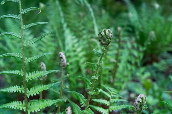 Est-il possible de s'installer dans une ferme provençale avec des ateliers de fabrication de fromage de chèvre?
